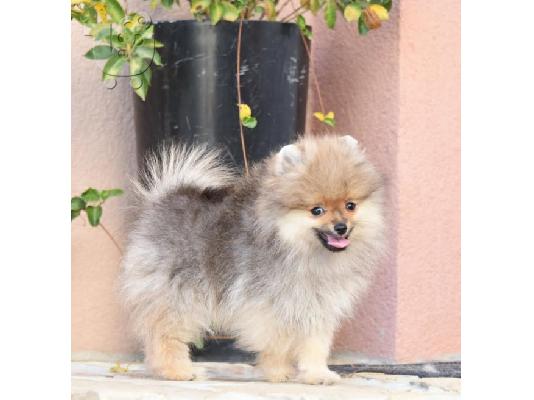 PoulaTo: Pomeranians